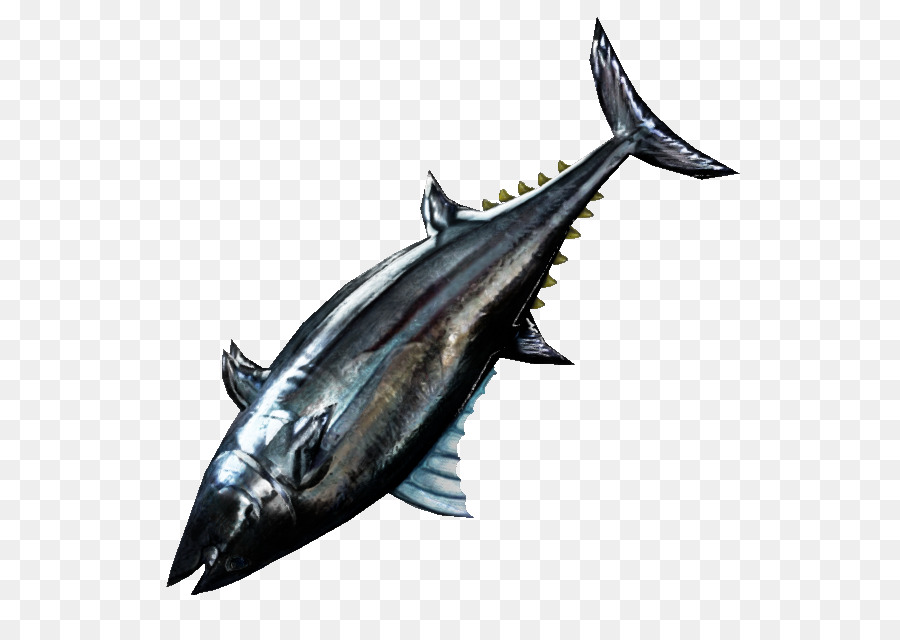 Thunnus，Le Maquereau PNG