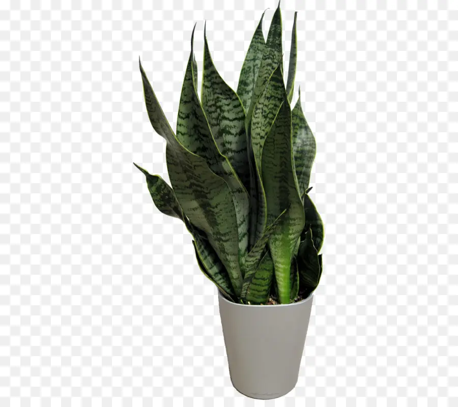 Feuille，Flowerpot PNG