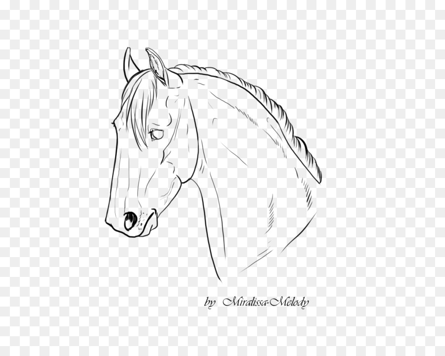 Croquis De Cheval，Tête PNG