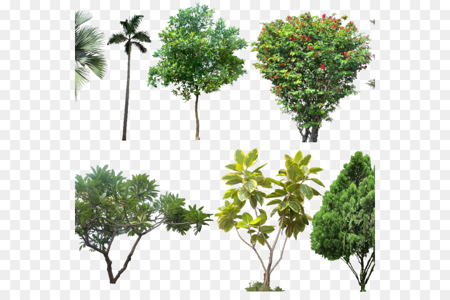 Arbres，Plantes PNG