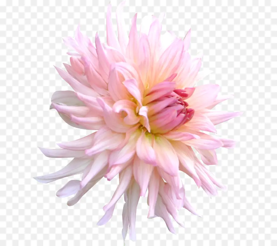 Chrysanthème，Rose PNG