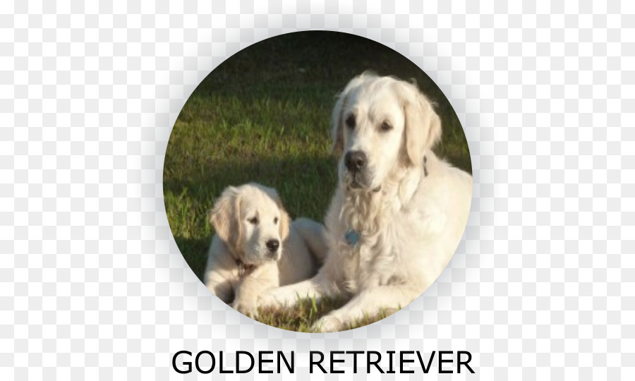 Golden Retriever，Le Labrador Retriever PNG