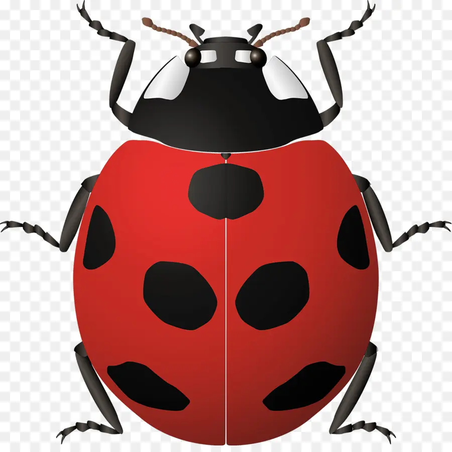 Coccinelle Beetle，Scarabée PNG