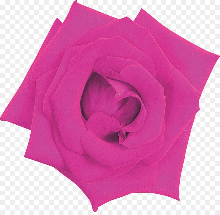 Rose Rose，Floraison PNG