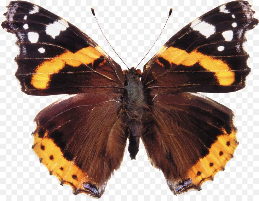 Papillon，Insecte PNG