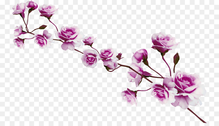 Roses，Rose PNG