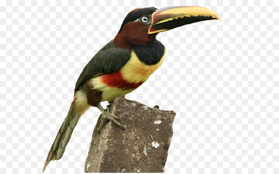 Toucan，Calao PNG