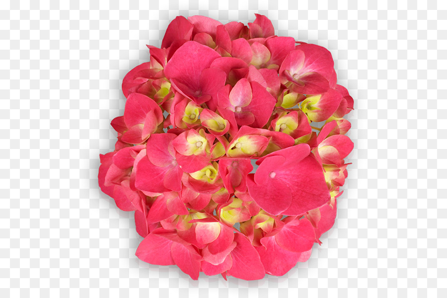 Floribunda，Les Roses De Jardin PNG