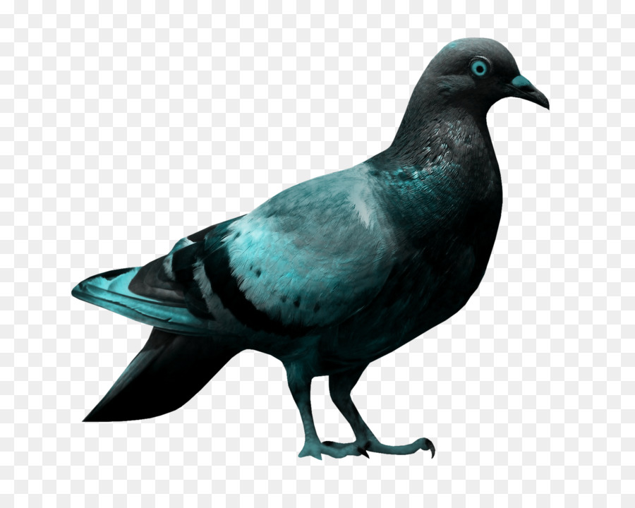 Pigeon，Colombe PNG