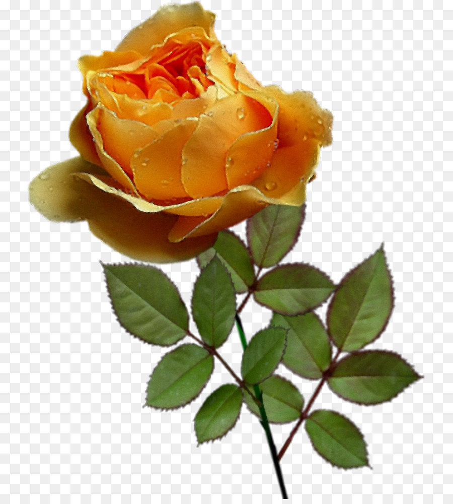 Fleur Rose Dessin Png Fleur Rose Dessin Transparentes