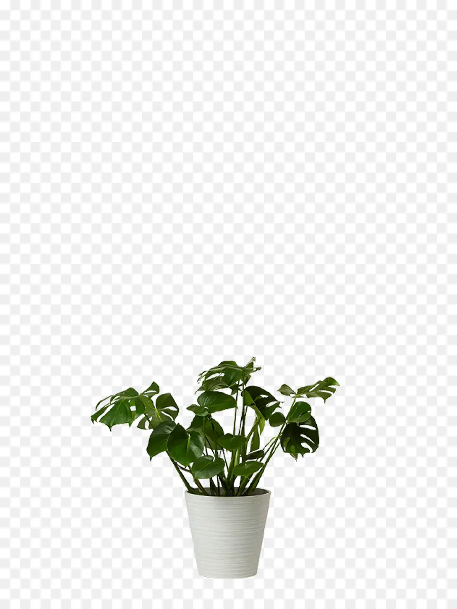 Plante En Pot，Vert PNG