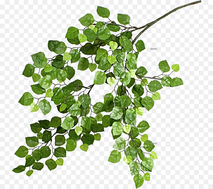 Plante Verte，Feuillage PNG