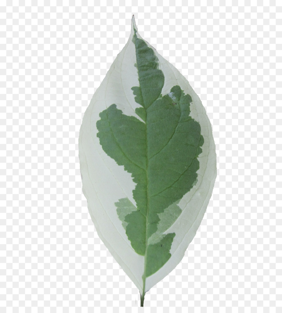 Feuille Verte，Usine PNG