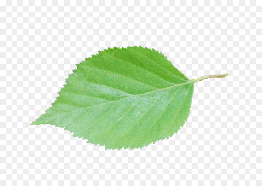 Feuilles Vertes，Feuillage PNG