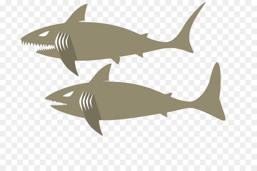 Le Requin Tigre，Squaliform Requins PNG