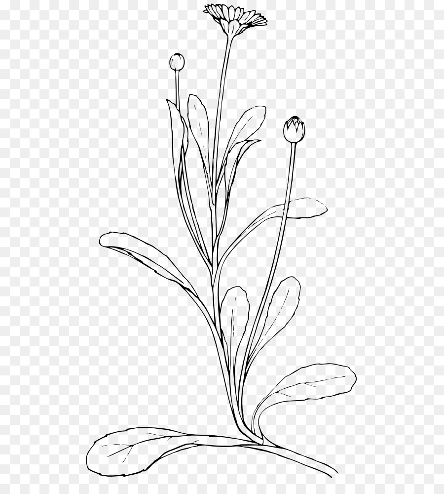 Dessin De Fleur，Feuilles PNG