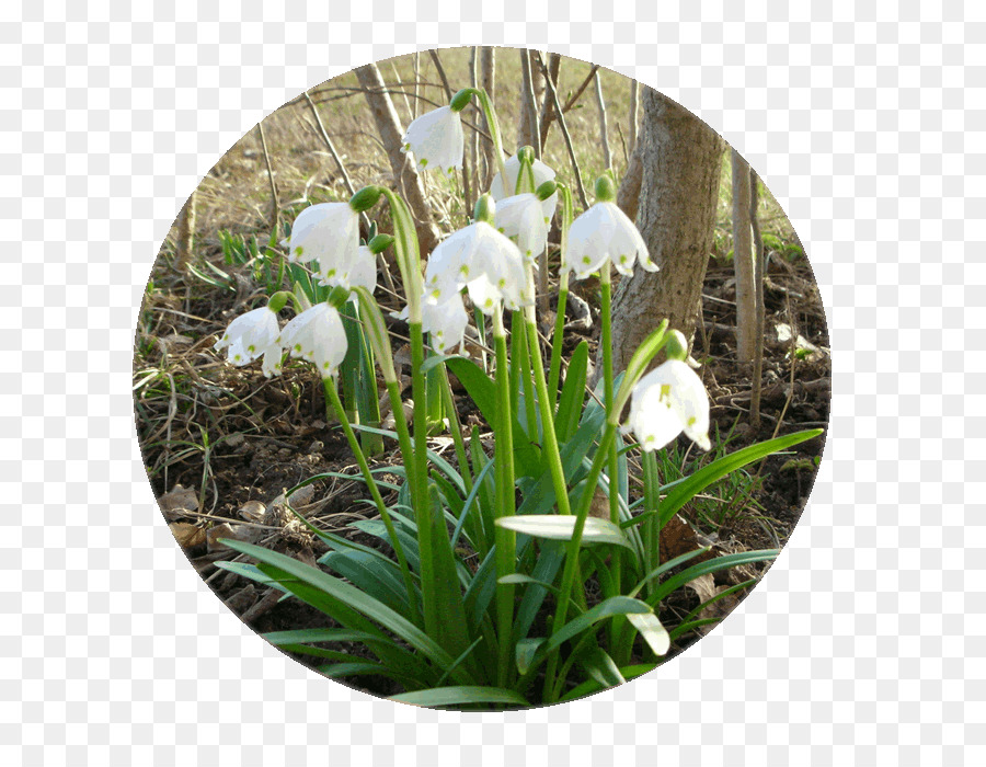 Fleurs De Flocon De Neige，Blanc PNG