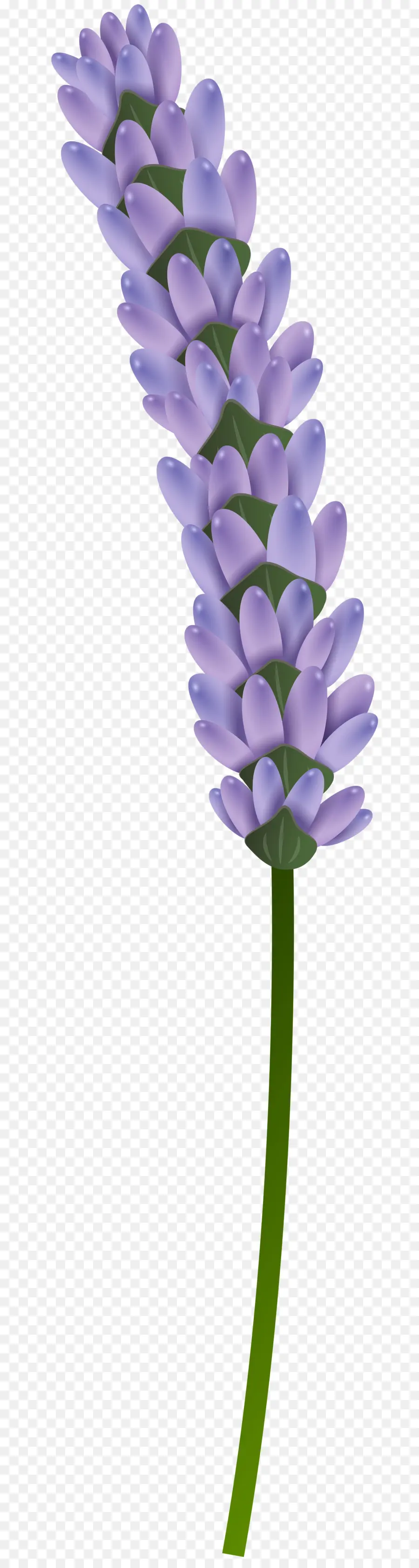 Fleurs Violettes Et Bleues，Fleurir PNG