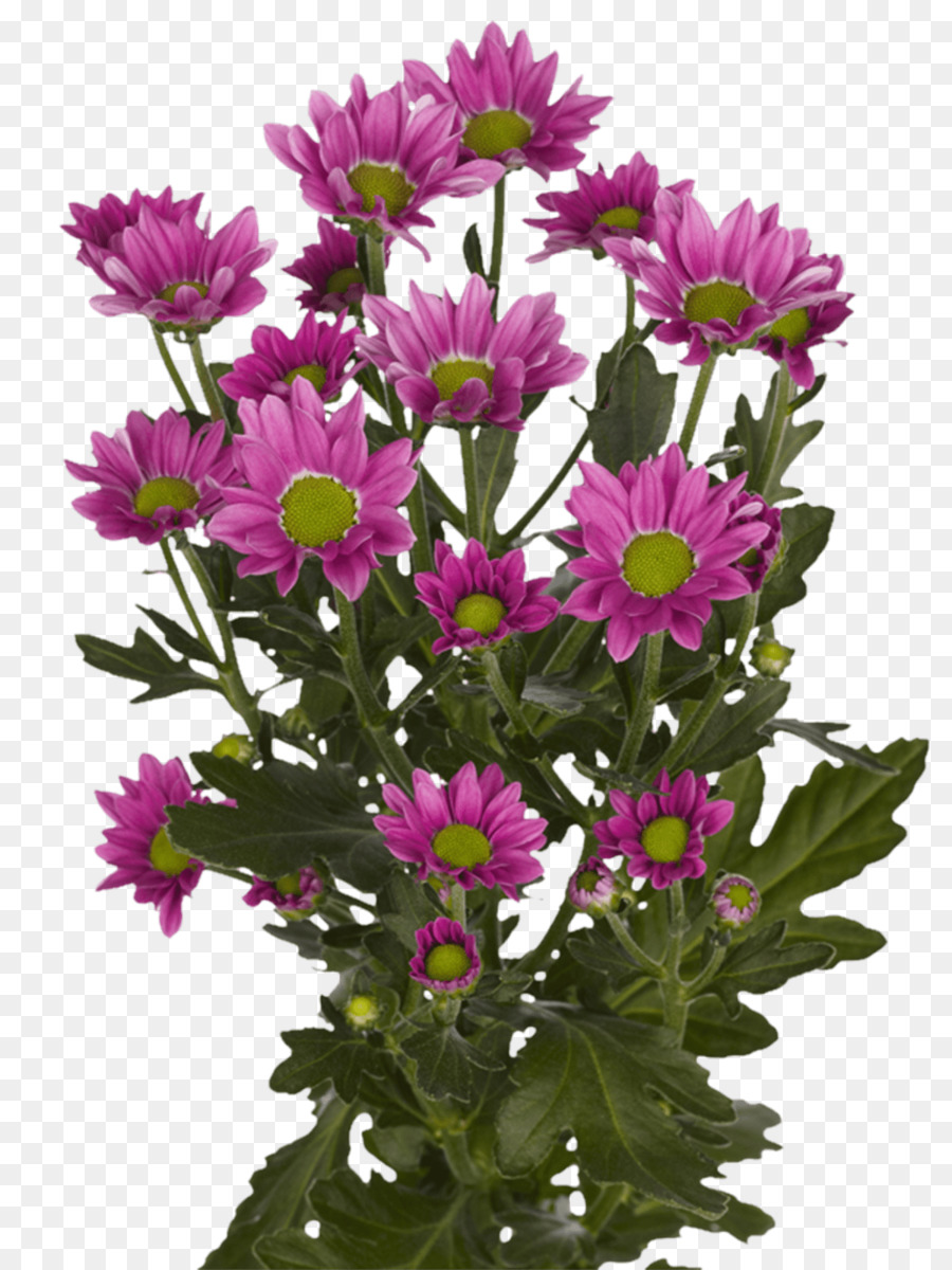 Fleurs Roses，Fleurir PNG