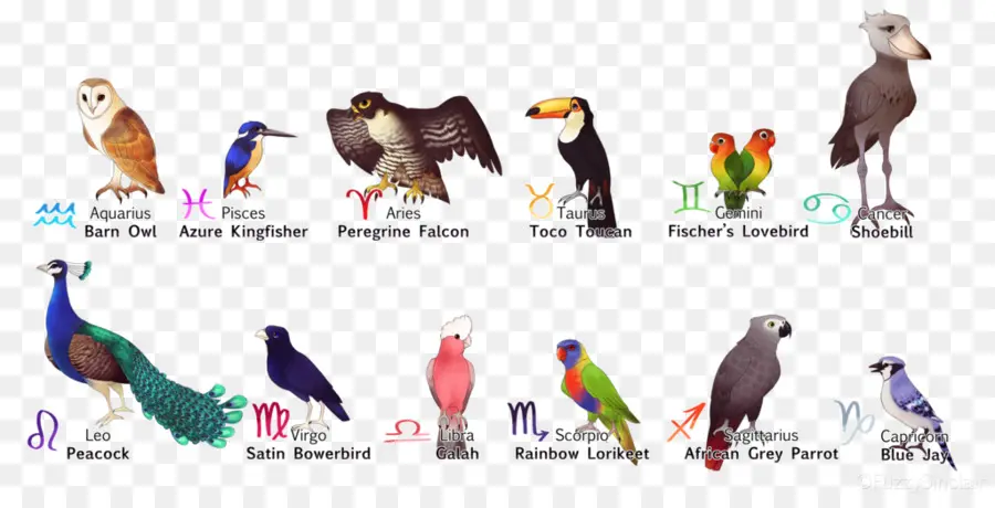 Signes Du Zodiaque Des Oiseaux，Astrologie PNG