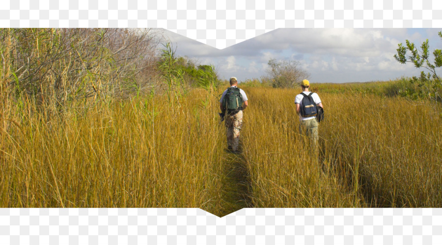 Le Parc National Des Everglades，Everglades PNG