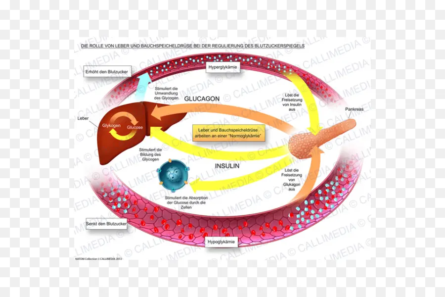 Diagramme Glucagon Et Insuline，Foie PNG