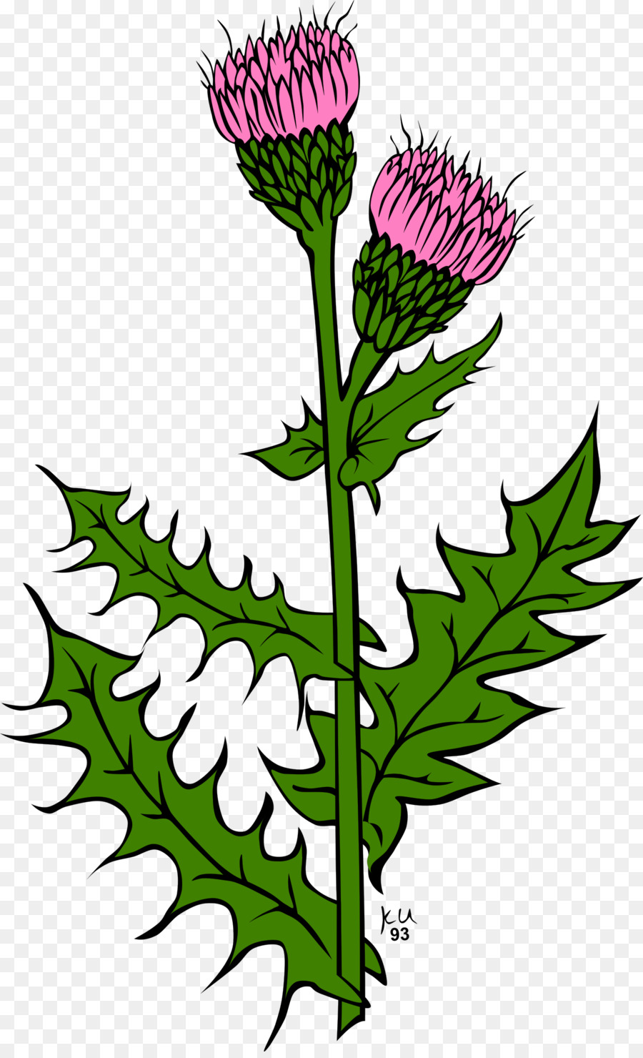 Fleur De Chardon，Fleur PNG