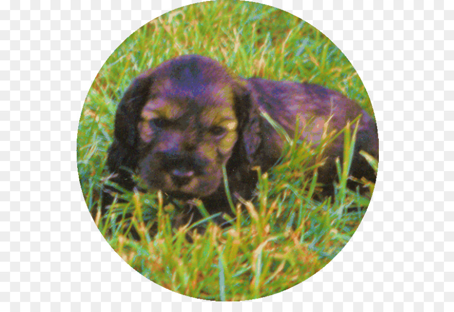 Boykin Spaniel，Épagneul De Sussex PNG