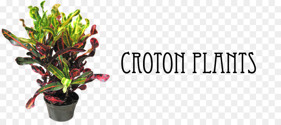 Jardin Croton，Plante D Intérieur PNG