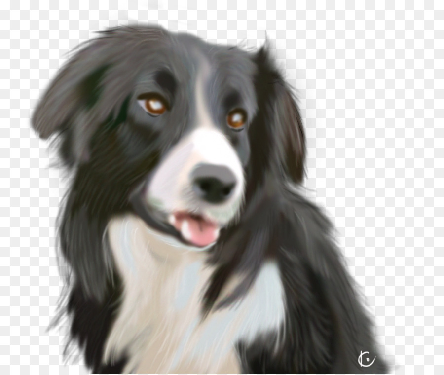 Border Collie，Anglais De Berger PNG