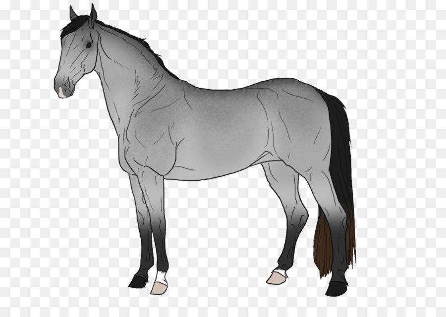 Cheval，équidé PNG