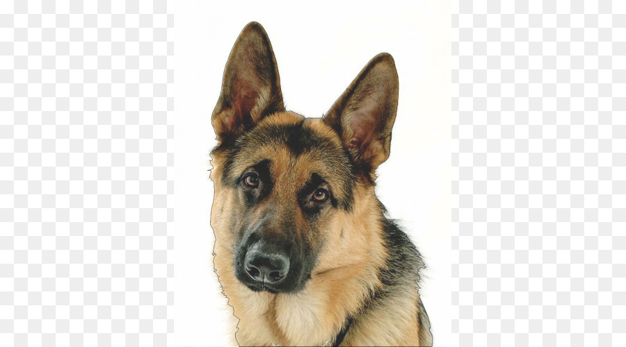 Berger Allemand，Chien PNG