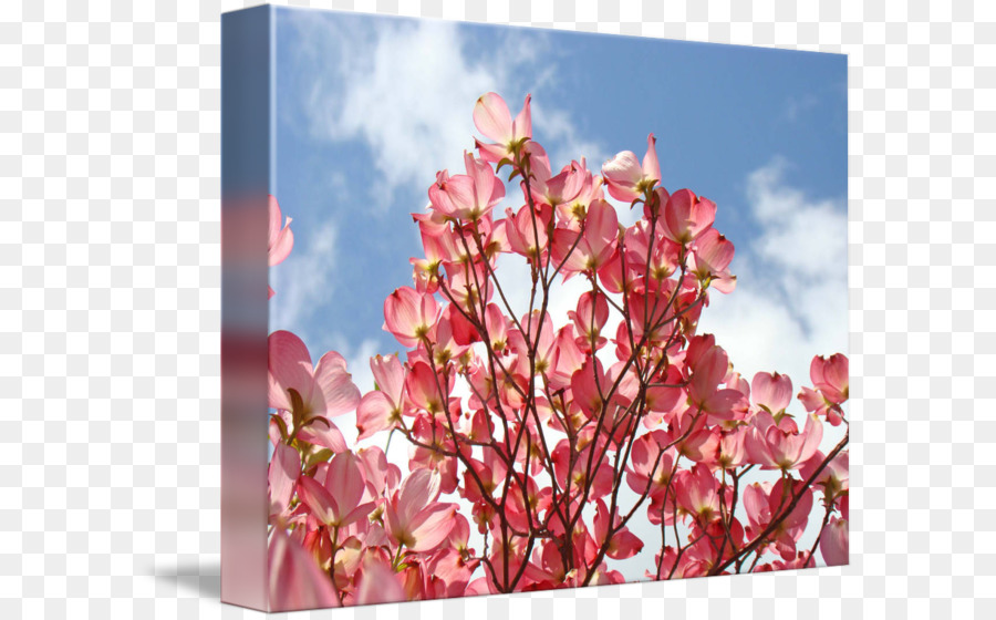 Cornouiller Fleuri，L Impression Sur Toile PNG