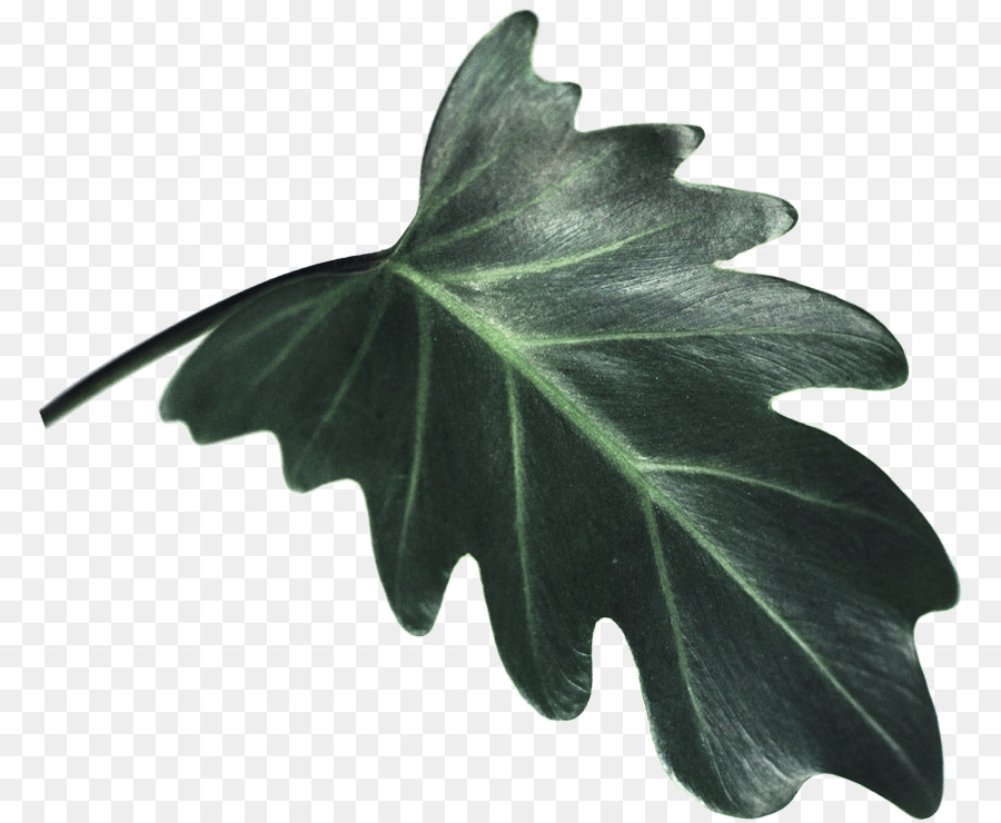 Feuilles Vertes，Usine PNG