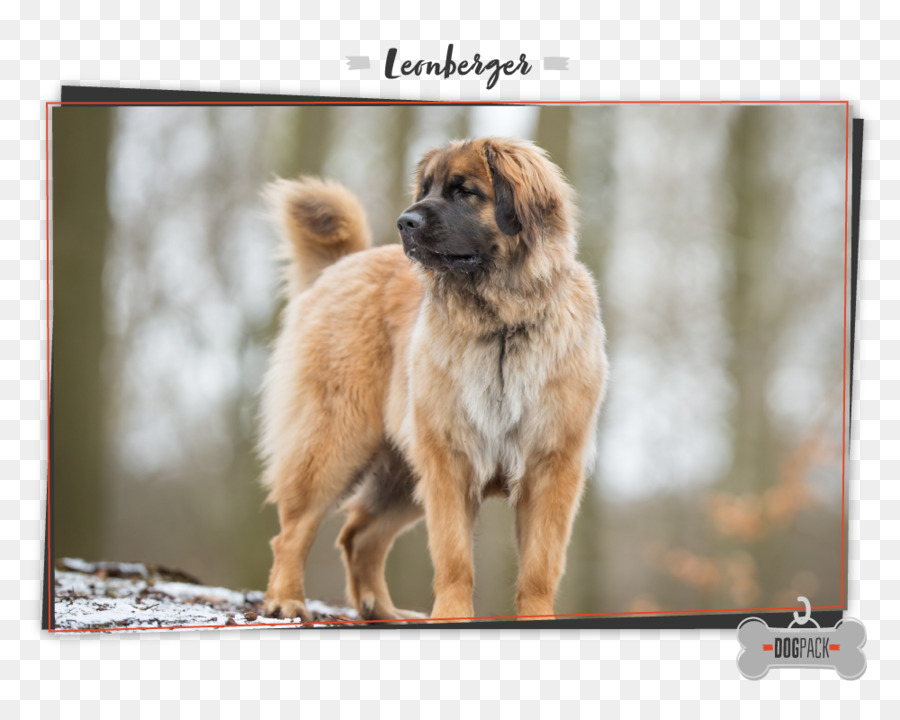 Race De Chien，Leonberger PNG