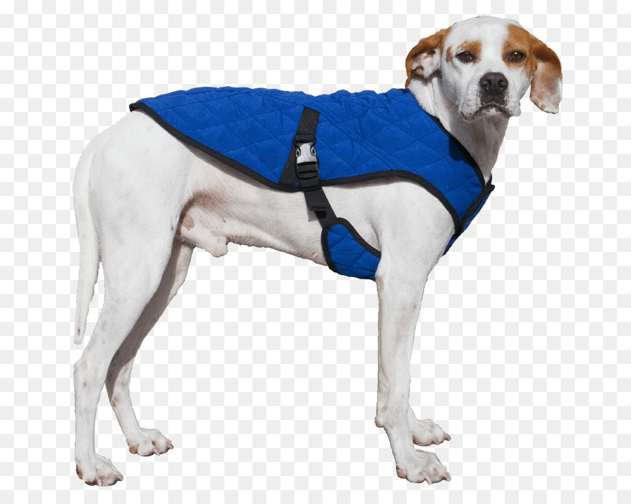 Chien，Animal De Compagnie PNG