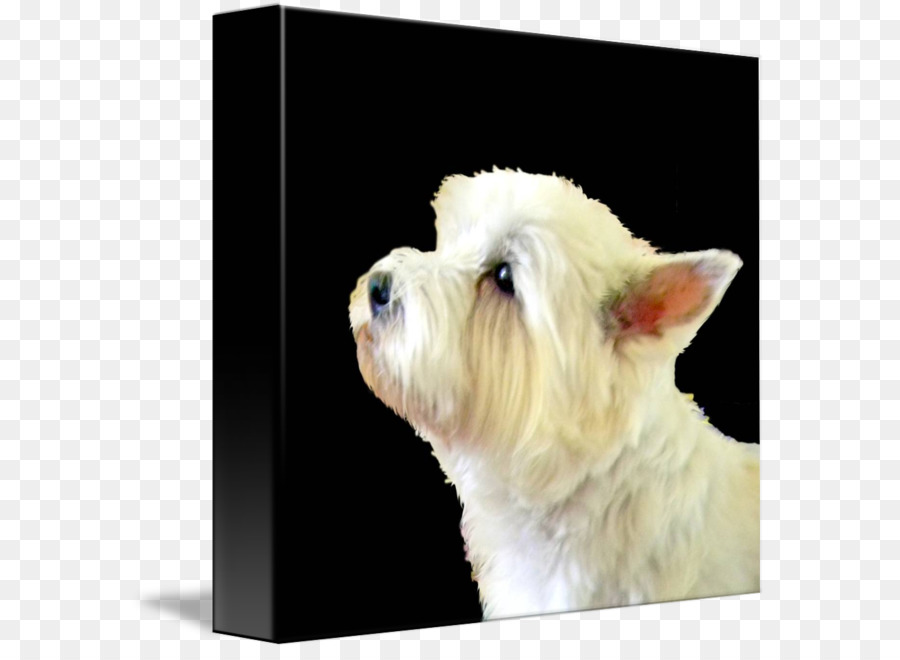 West Highland White Terrier，Maltais Chien PNG