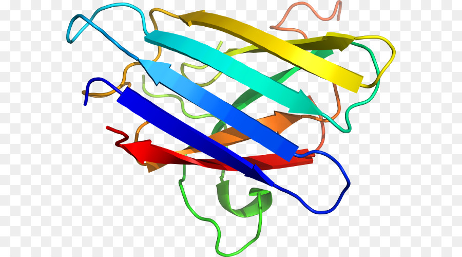 Structure Des Protéines，Biologie PNG