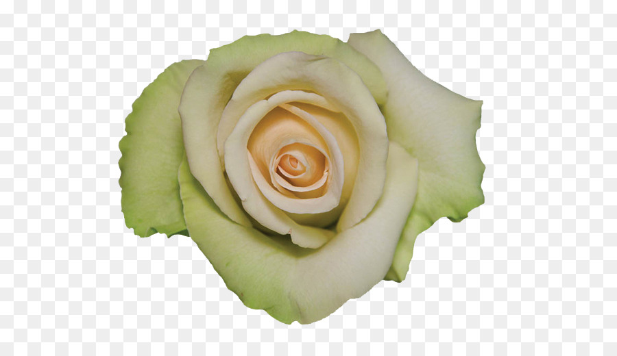 Les Roses De Jardin，Rose PNG