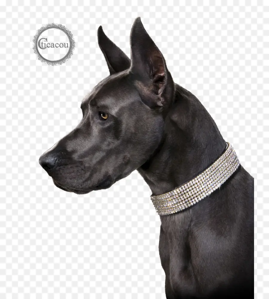 Chat，Great Dane PNG