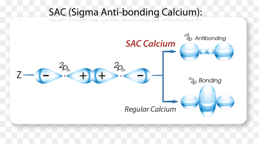 Calciumbinding Protéines，Le Calcium PNG