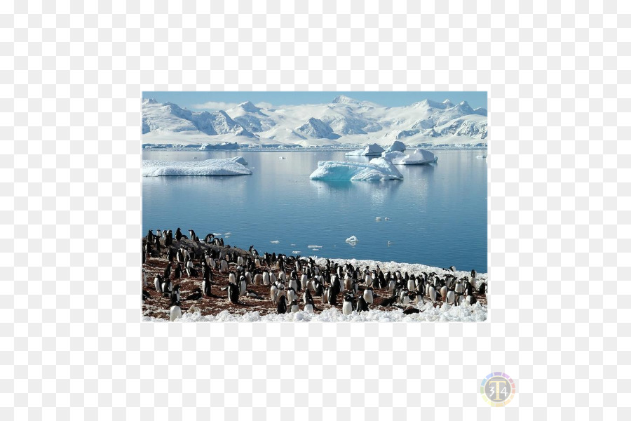 îles Shetland Du Sud，île De La Géorgie Du Sud PNG