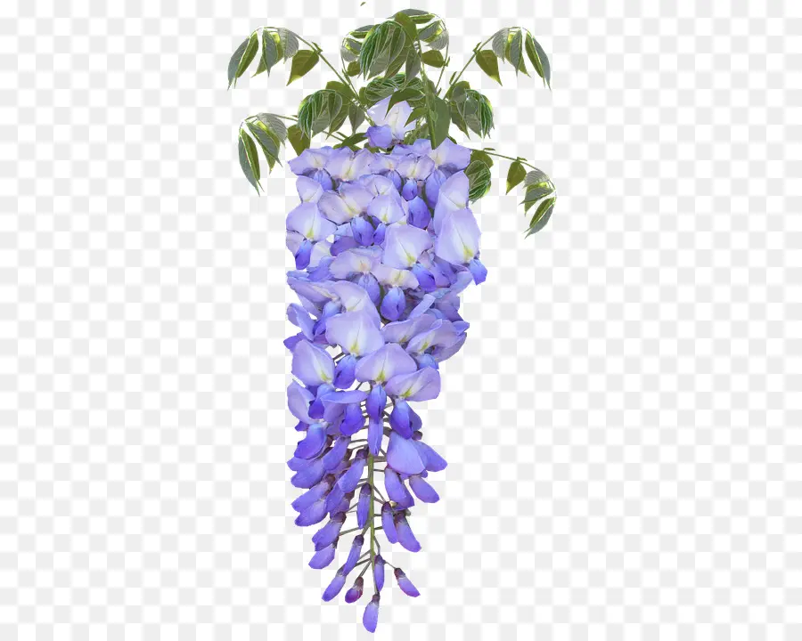 Glycine，Violet PNG