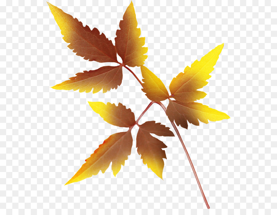 Feuille，Automne PNG