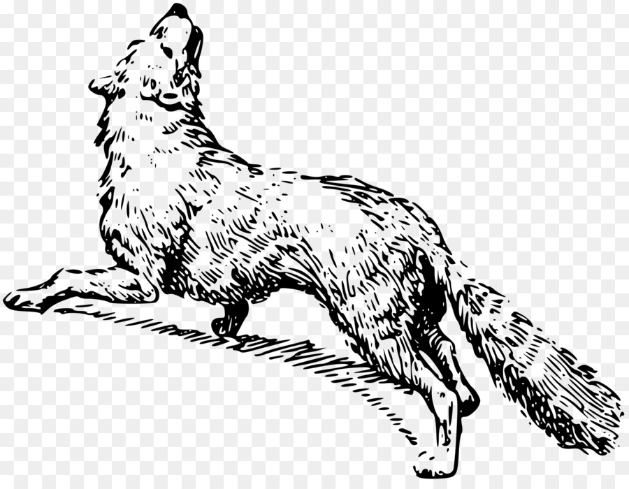 Dessin Noir Et Blanc Le Renard Arctique Png Dessin Noir Et Blanc Le Renard Arctique Transparentes Png Gratuit