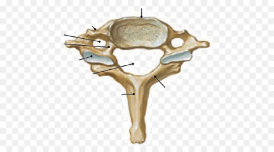 Vertèbres Cervicales，Colonne Vertébrale PNG