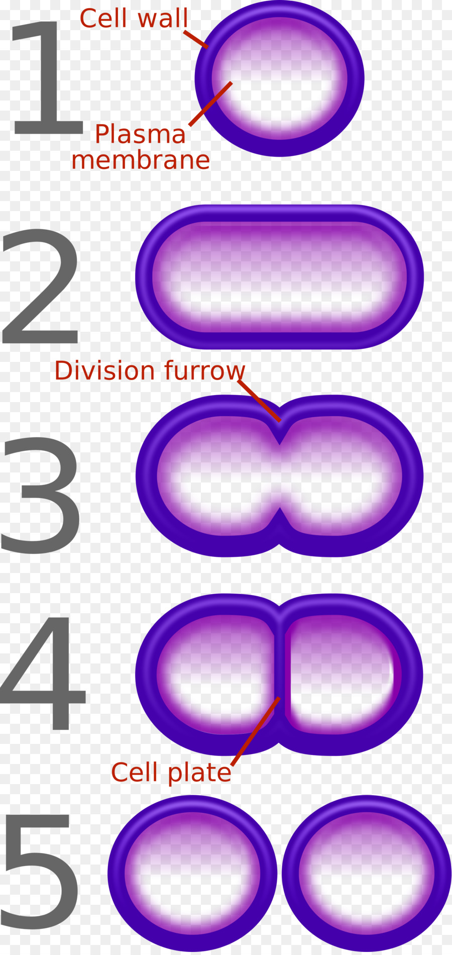 Division Cellulaire，Biologie PNG