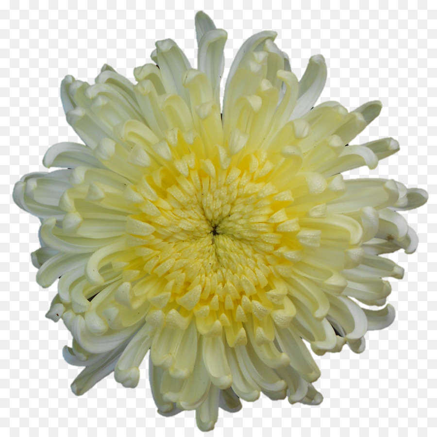 Fleurs Blanches，Fleurir PNG