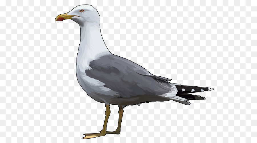 Mouette，Vol PNG