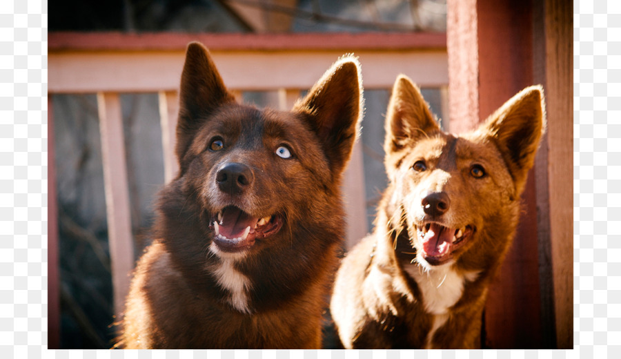 Varech Australien，Race De Chien PNG